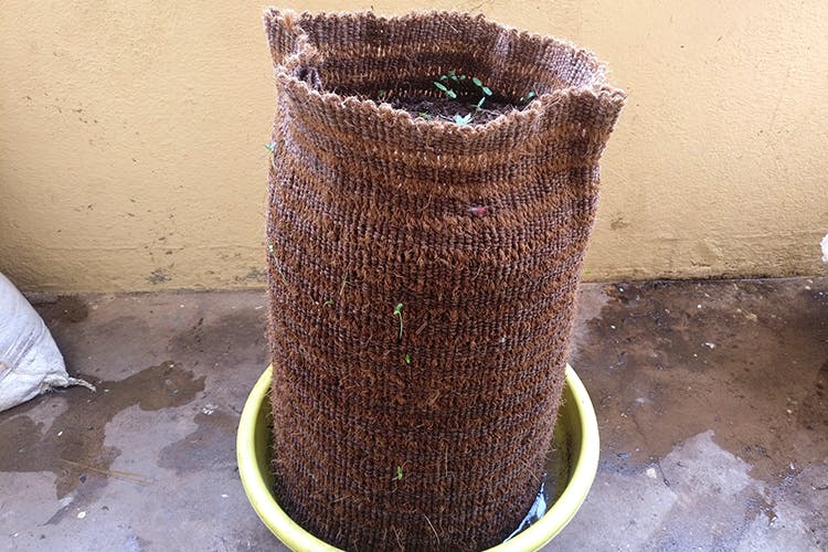 Brown,Flowerpot,Cylinder,Plant