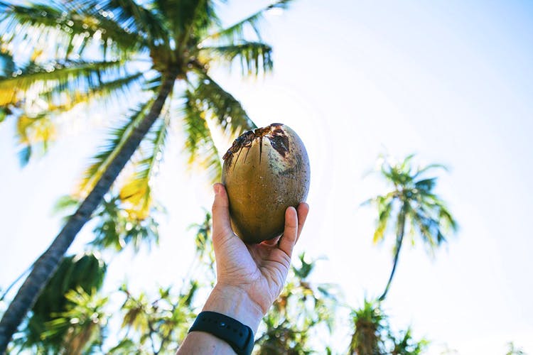 Coconut,Tree,Palm tree,Arecales,Attalea speciosa,Plant,Woody plant,Coconut water,Borassus flabellifer,Vacation