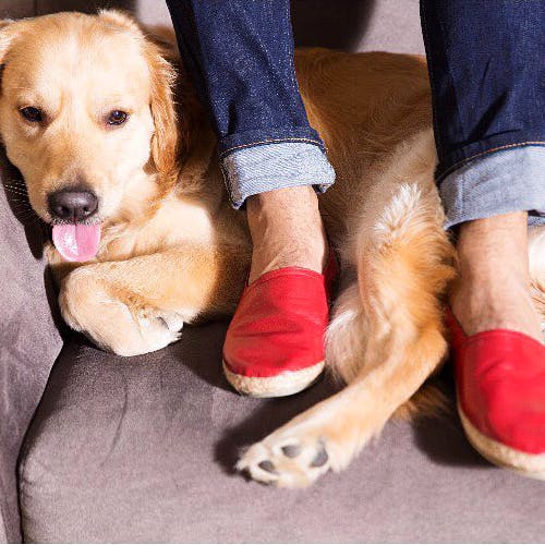 Dog,Canidae,Dog breed,Golden retriever,Footwear,Paw,Companion dog,Leg,Retriever,Carnivore