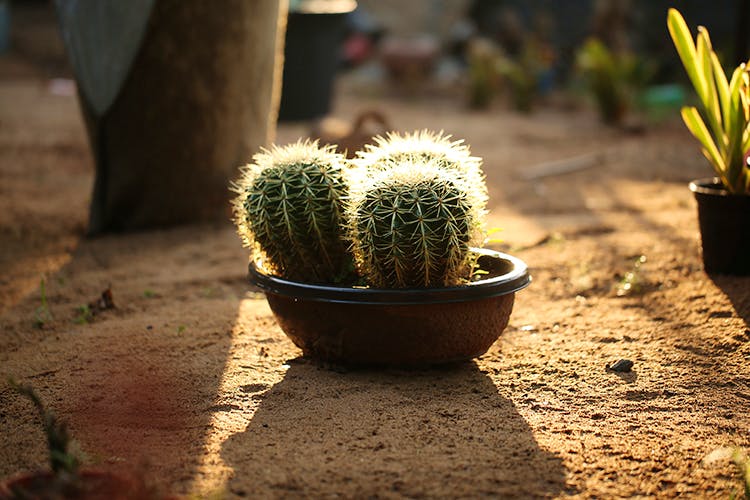 Cactus,Flowerpot,Thorns, spines, and prickles,Plant,Flower,Botany,Houseplant,Organism,Caryophyllales,Grass