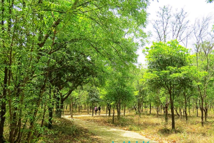 Tree,Natural landscape,Nature,Vegetation,Nature reserve,Natural environment,Woodland,Forest,Green,Woody plant