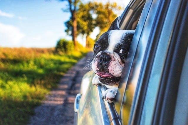 Dog,Canidae,Dog breed,Boston terrier,Snout,Companion dog,French bulldog,Carnivore,Grass,Eye