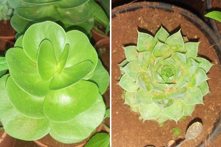 Flower,Leaf,Plant,Echeveria,white mexican rose,Stonecrop family,Flowering plant,Herb,Houseplant