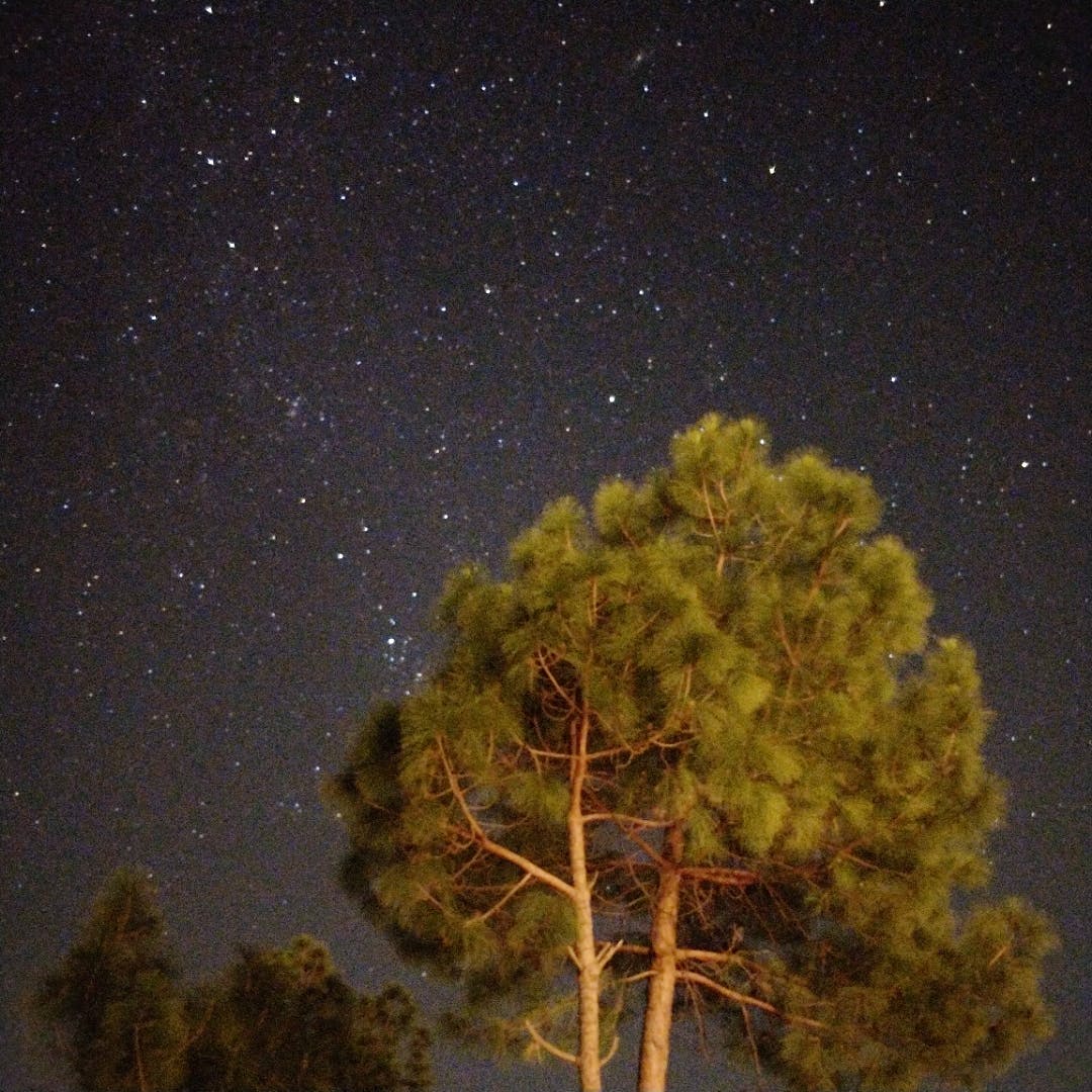 Sky,Nature,Night,Tree,Star,Midnight,Atmosphere,Space,Plant,Landscape