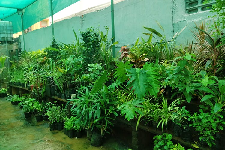 Vegetation,Plant,Terrestrial plant,Flower,Botany,Vascular plant,Hemp family,Shrub,Grass,Tree