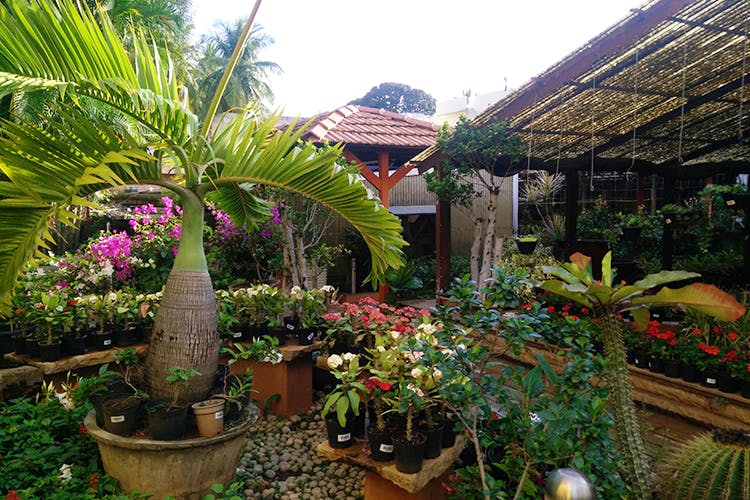 Garden,Botany,Flower,Plant,Botanical garden,Tree,Courtyard,House,Building,Hacienda