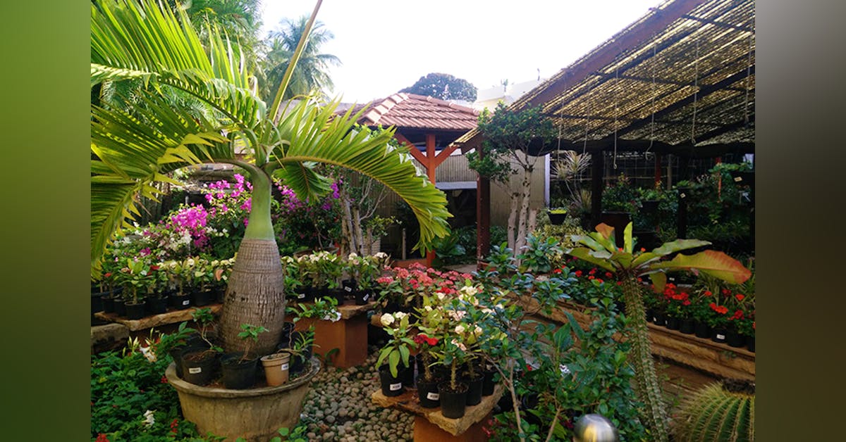 Indo American Hybrid Gardening Center Lbb Bangalore