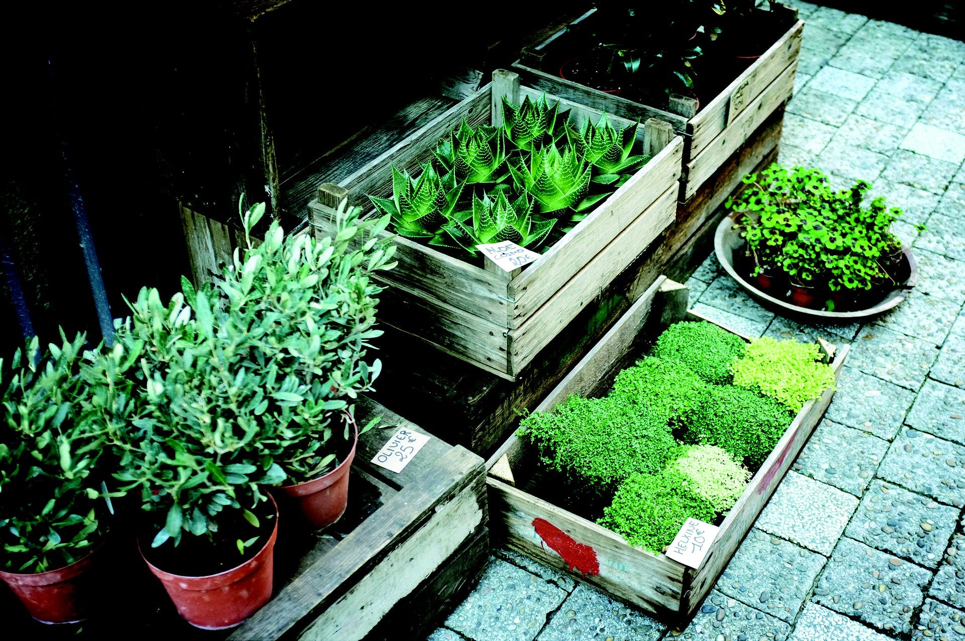 Plant,Herb,Grass family,Fines herbes,Garden,Flower,Vegetable,Flowerpot