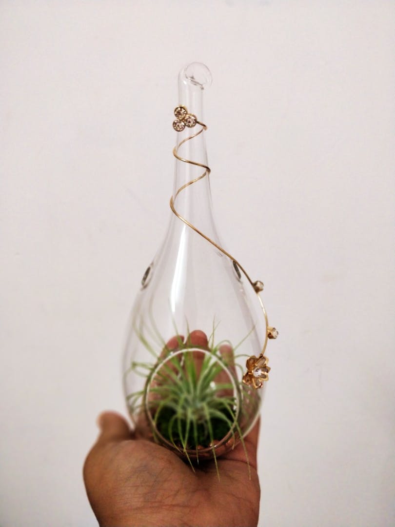 Glass bottle,Bottle,Plant,Glass