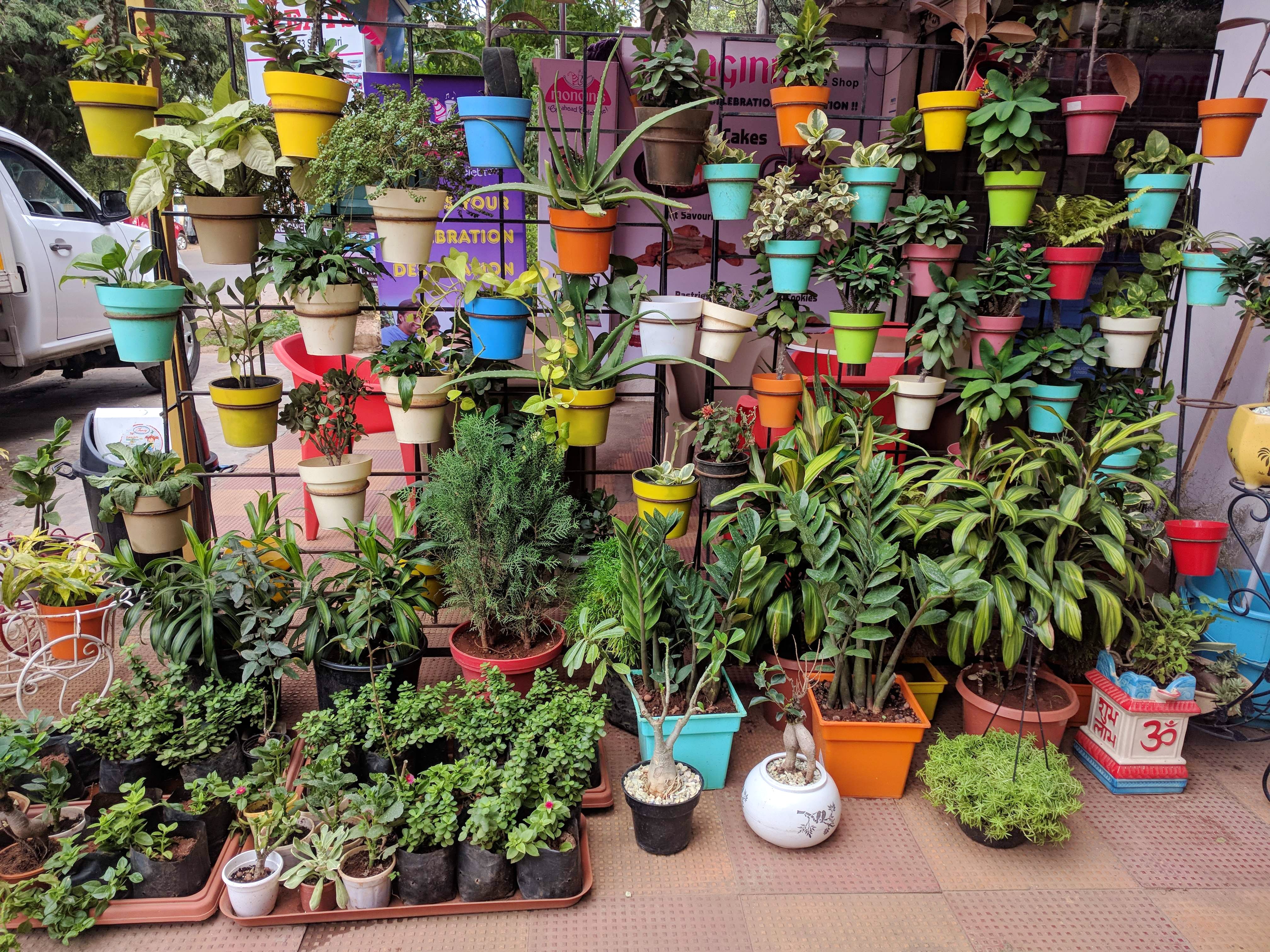 Flowerpot,Houseplant,Plant,Flower,Tree,Herb,Floristry,Market,Garden,Local food