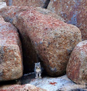 Rock,Boulder,Granite,Bedrock