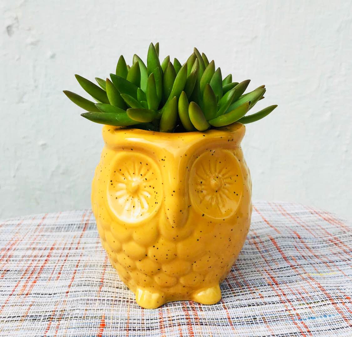 Pineapple,Ananas,Yellow,Fruit,Plant,Flowerpot,Food,Ceramic,Vase,Houseplant