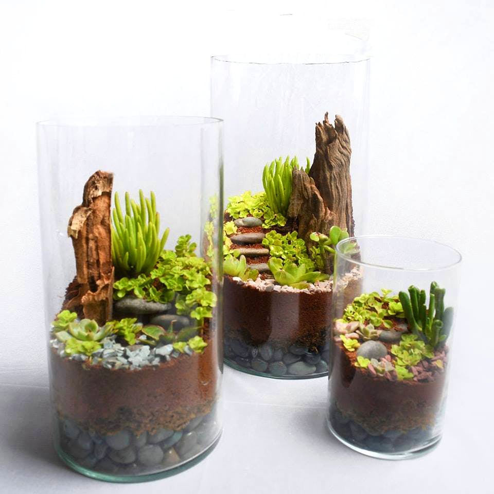 Flowerpot,Aquarium decor,Houseplant,Plant,Flower,Vascular plant,Non-vascular land plant,Plant stem,Moss,Aquarium