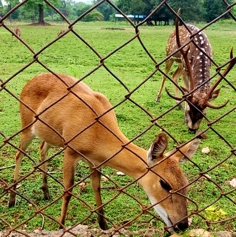 Vertebrate,Mammal,Wildlife,Terrestrial animal,Wire fencing,Zoo,Deer,Chain-link fencing,Impala,Fence
