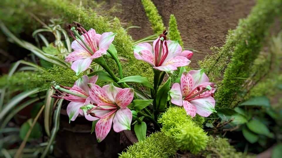 Flower,Flowering plant,Plant,Lily,Pink,Amaryllis belladonna,Petal,Terrestrial plant,Peruvian lily,Alstroemeriaceae