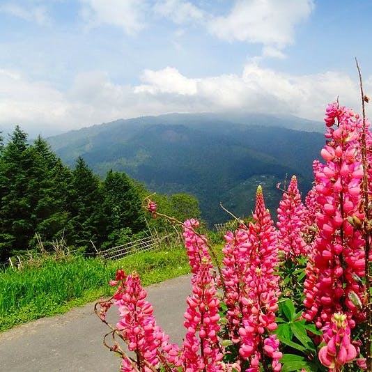 Flower,Pink,Plant,Flowering plant,Sky,Spring,Wildflower,Lupin,Loosestrife and pomegranate family,smartweed-buckwheat family