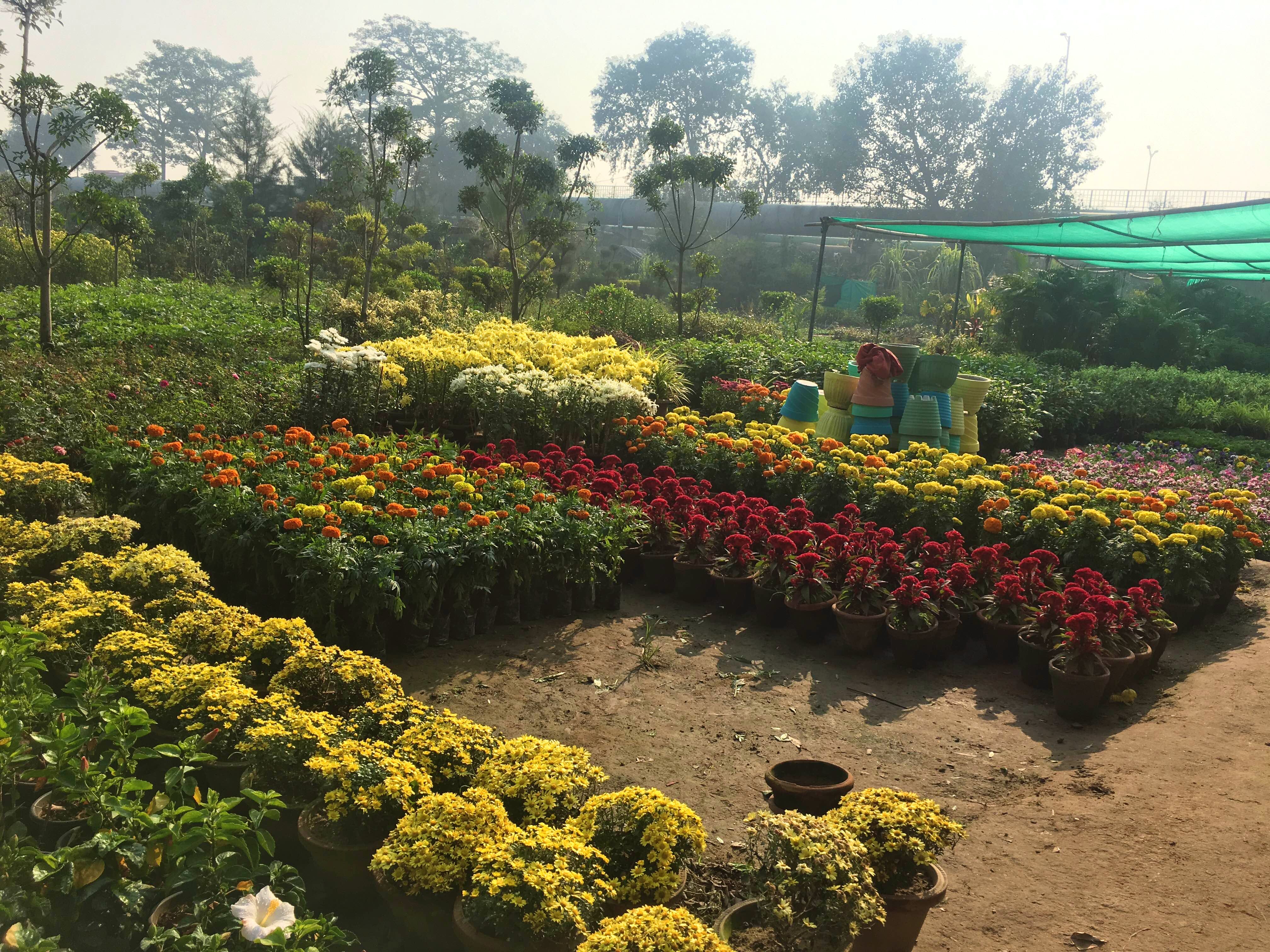 nursery plants plant nurseries delhi botany lbb garden kamlesh sells farm