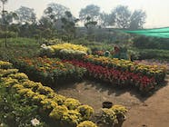Plant Nursery Near Yamuna Vihar Delhi Garden Plant