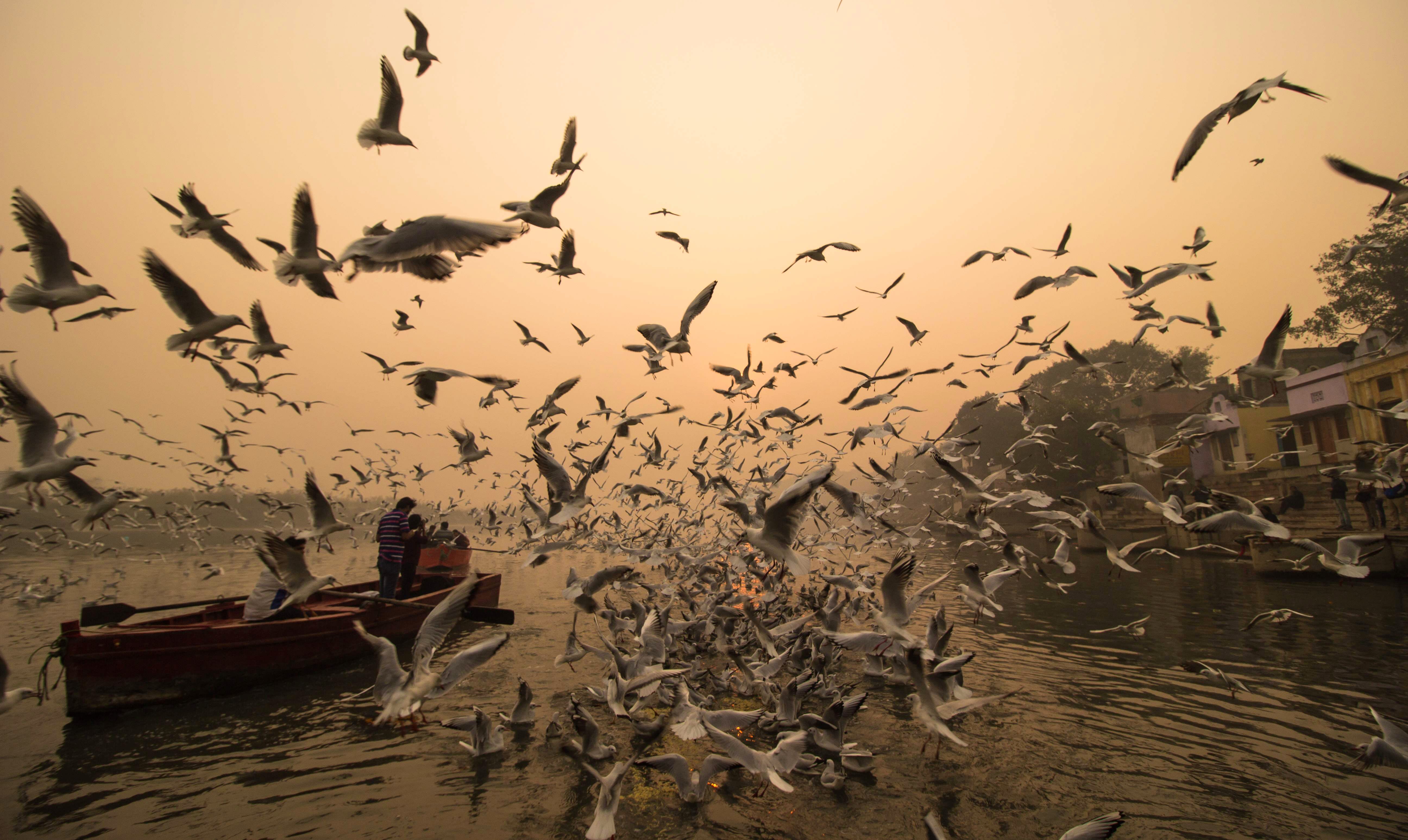 Flock,Bird migration,Bird,Animal migration,Atmospheric phenomenon,Morning,Sky,Seabird,Wildlife,Adaptation