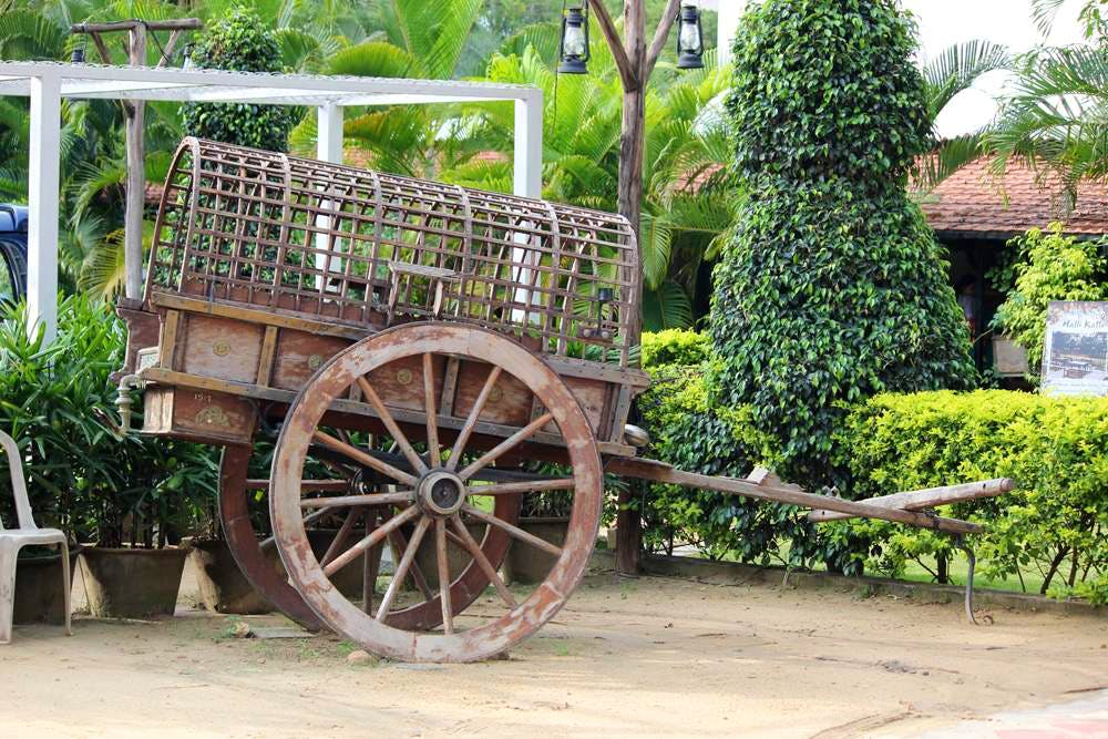 Wagon,Vehicle,Cart,Wheel,Plantation,Automotive wheel system,Plant,oxcart,Carriage,Spoke