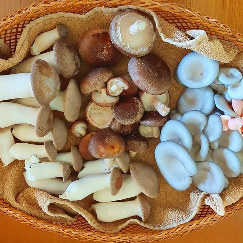 Pleurotus eryngii,Food,Shiitake,Ingredient,Dish,Edible mushroom,Cuisine,Mushroom,Oyster mushroom