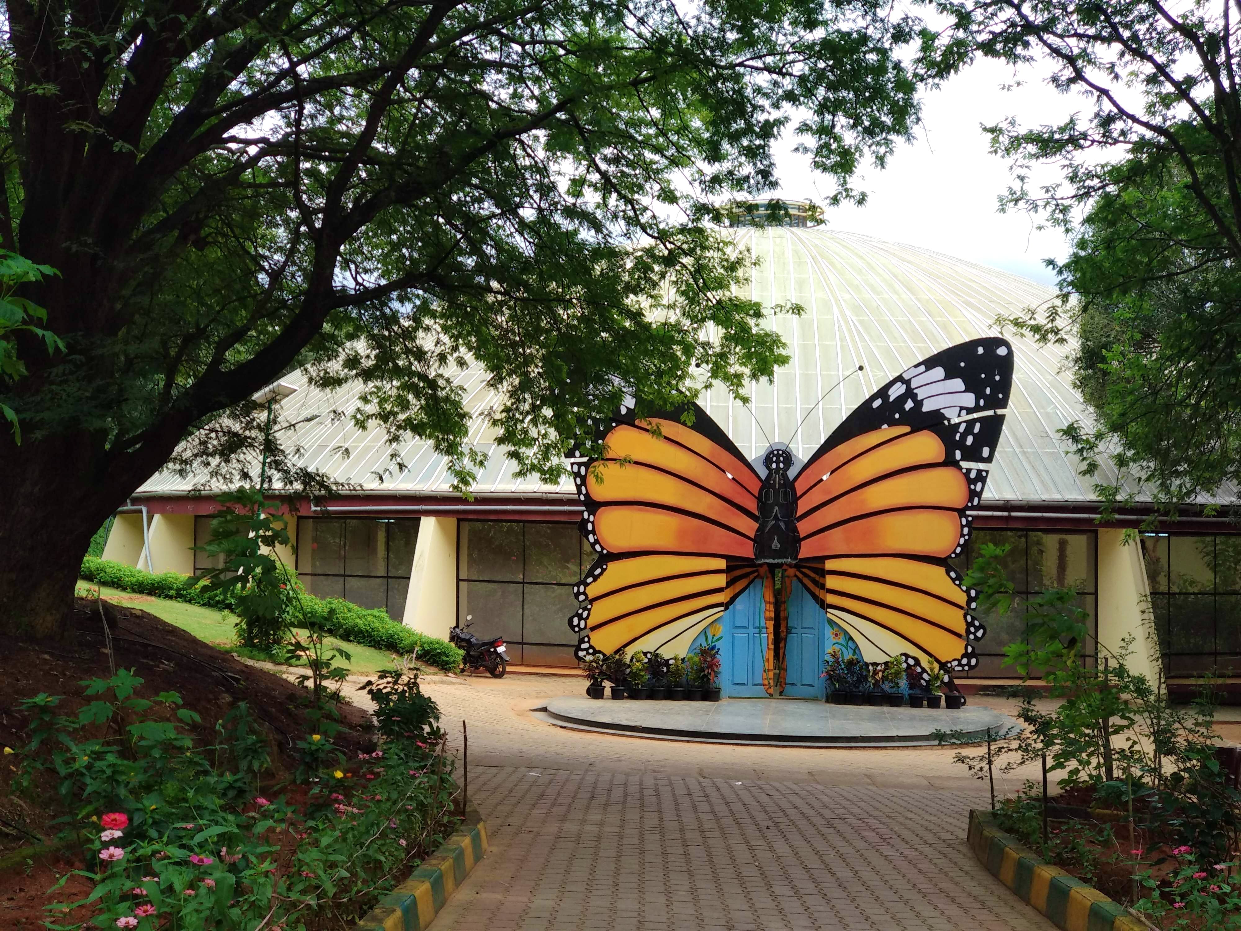 Butterfly,Nature,Moths and butterflies,Insect,Yellow,Botany,Tree,Architecture,Pollinator,Leaf