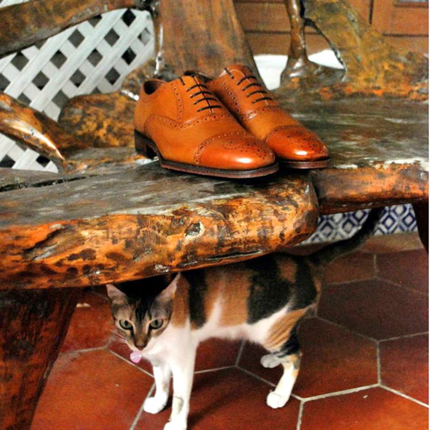 cats footwear