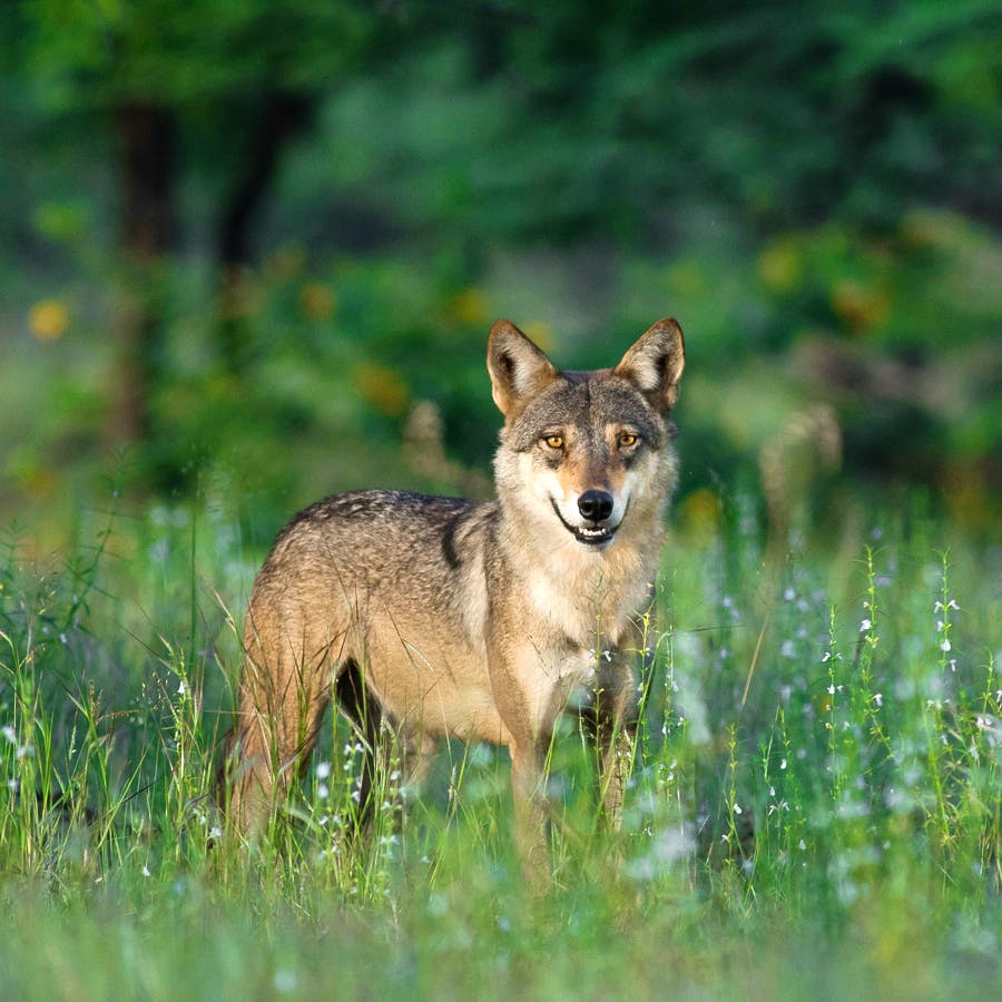 Mammal,Vertebrate,Wildlife,Canidae,Coyote,Red wolf,Carnivore,Jackal,grey fox,Dhole