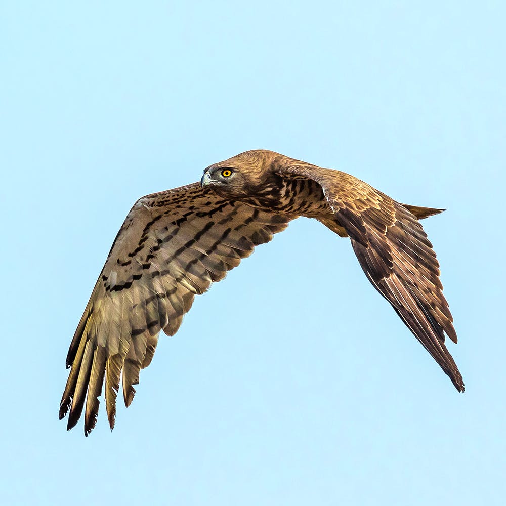 Bird,Bird of prey,Golden eagle,Eagle,Kite,Buzzard,Accipitriformes,Accipitridae,Falcon,Beak