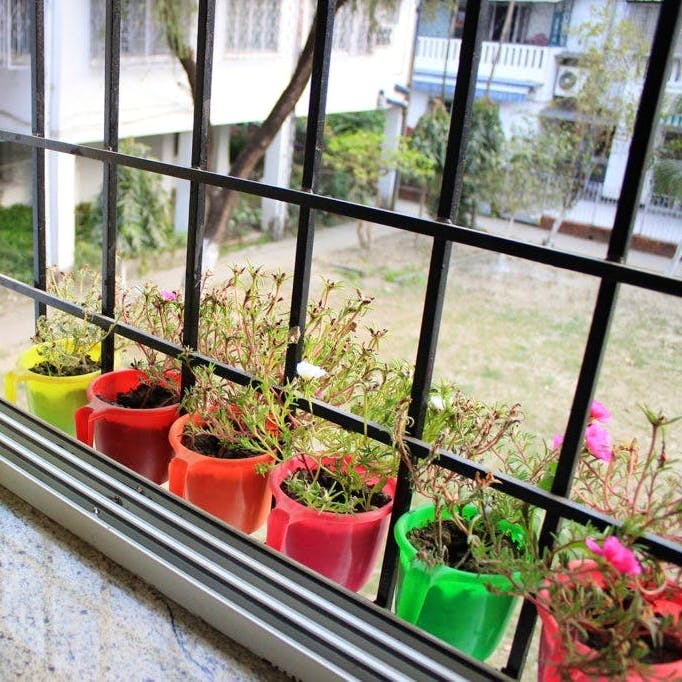 Flowerpot,Window,Houseplant,Plant,Flower,Greenhouse,Cactus,Herbaceous plant,Balcony,Succulent plant