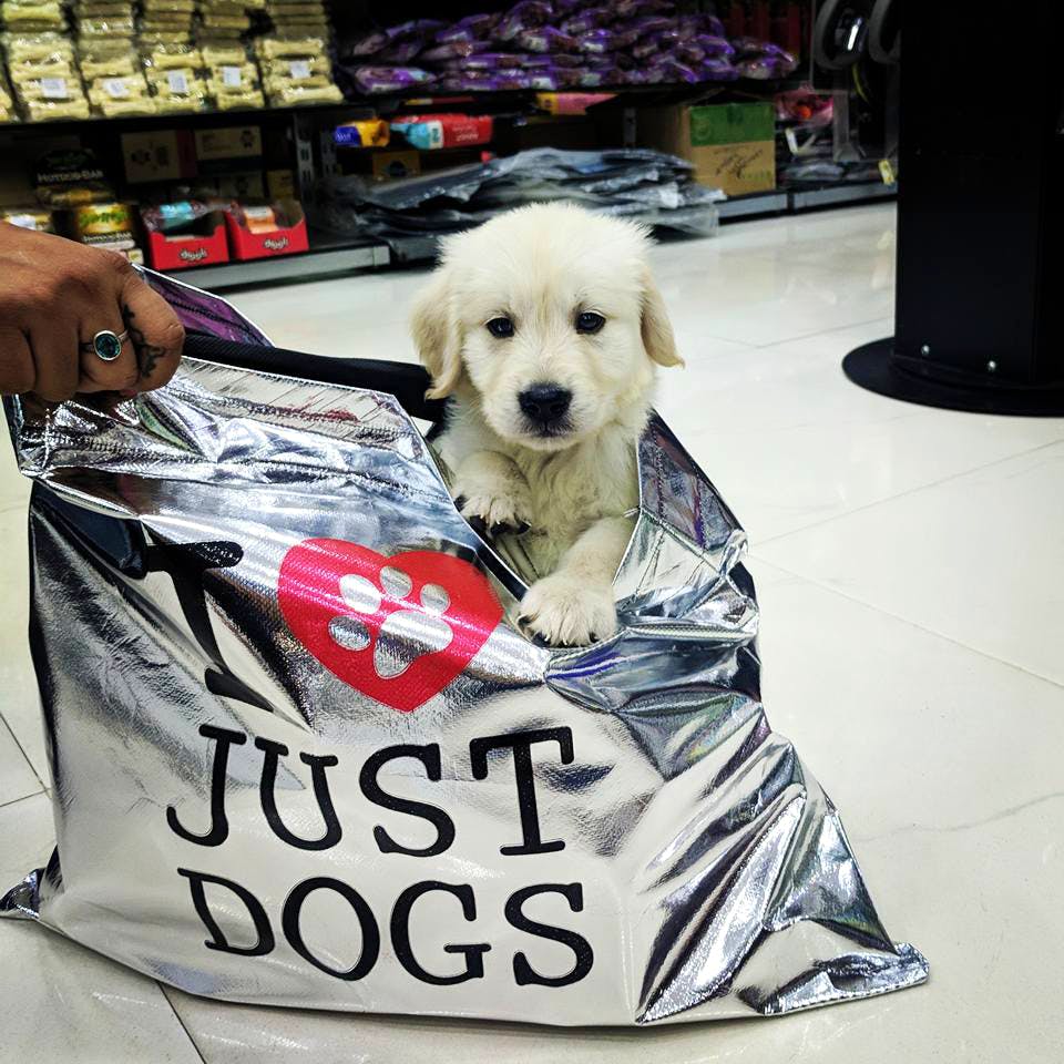 Just dogs near sales me