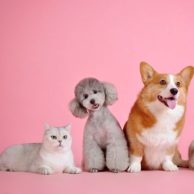 Mammal,Vertebrate,Cat,Felidae,Canidae,Carnivore,Dog,Small to medium-sized cats,Kitten,Pembroke welsh corgi