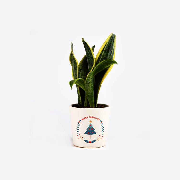 White,Flowerpot,Houseplant,Flower,Plant,Botany,Leaf,Terrestrial plant,Vase,Flowering plant