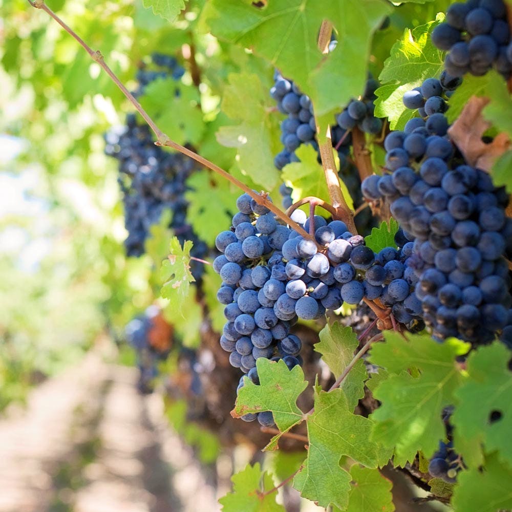 Grape,Grape leaves,Seedless fruit,Plant,Fruit,Grapevine family,Davidson's Plum,Pignolo,Bilberry,Oregon grape