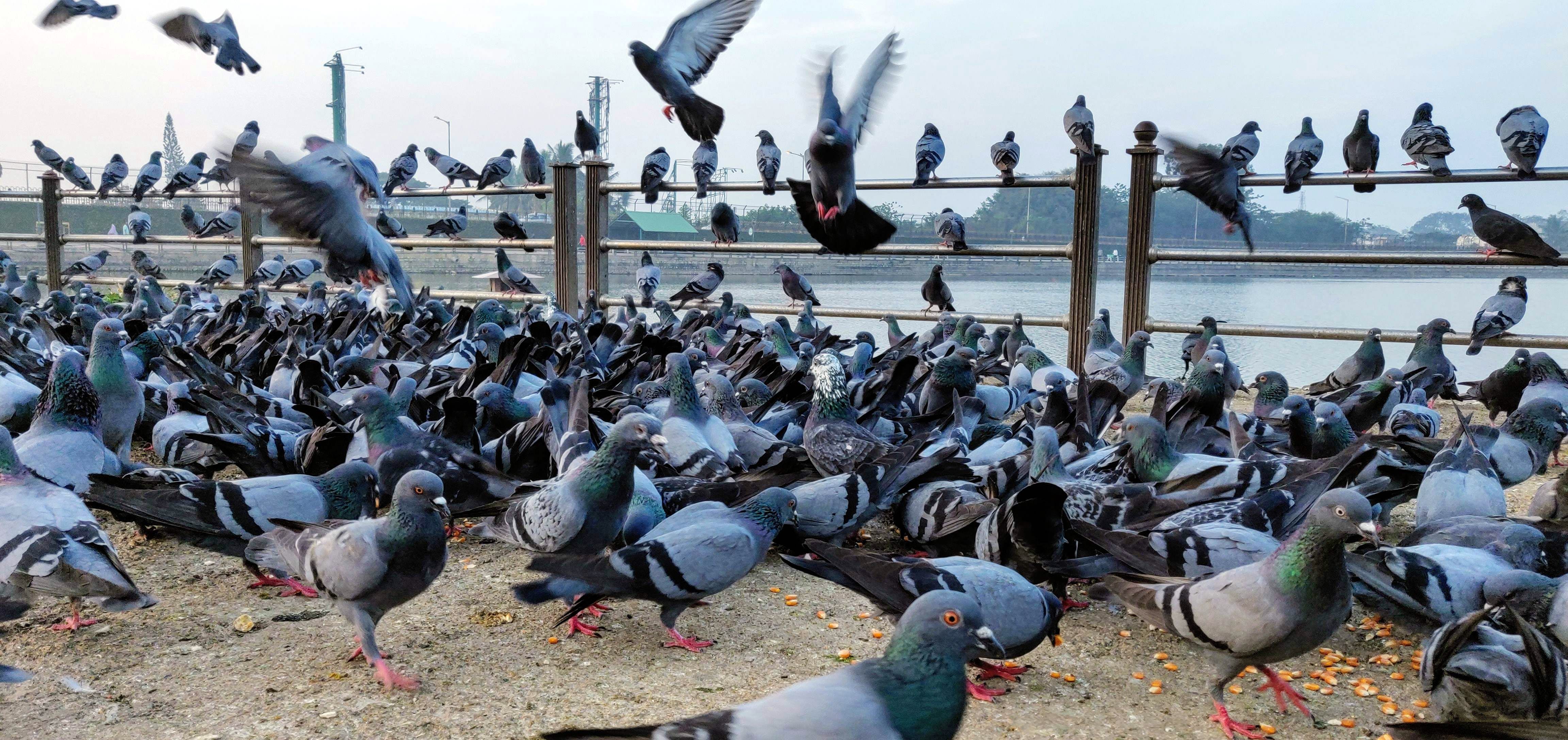 Bird,Pigeons and doves,Stock dove,Rock dove,Beak,Flock,Seabird,Water bird