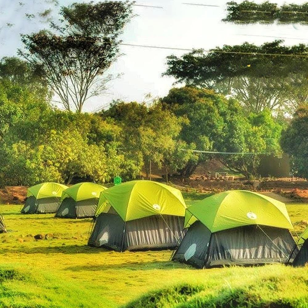 Green,Nature,Grass,Grassland,Natural landscape,Yellow,Camping,Natural environment,Rural area,Morning