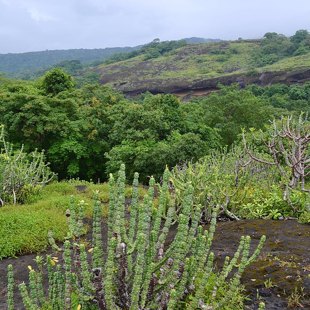 Vegetation,Plant community,Shrubland,Nature reserve,Natural landscape,Natural environment,Wilderness,Plant,Biome,Chaparral