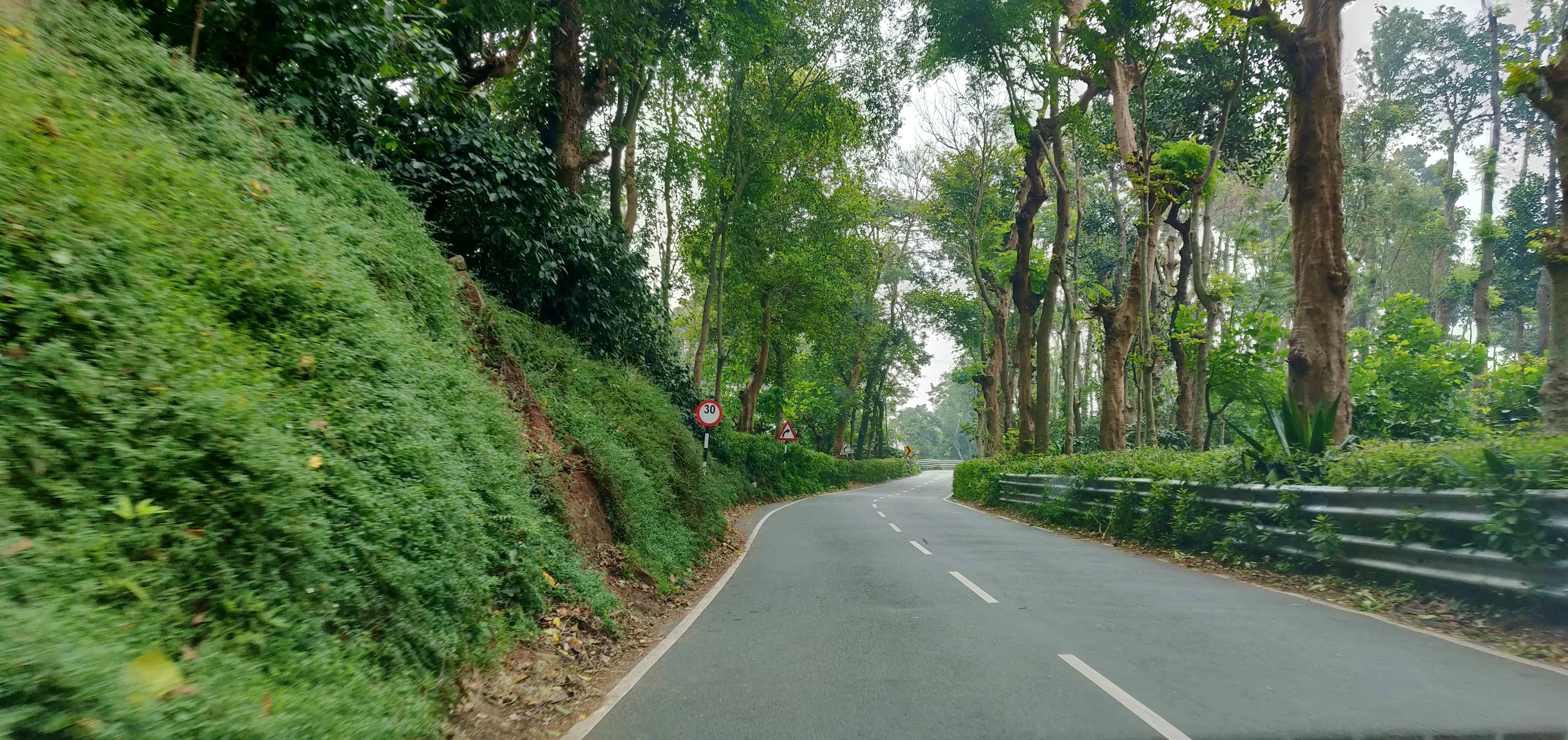 Tree,Road,Vegetation,Thoroughfare,Natural landscape,Lane,Plant,Woody plant,Nature reserve,Biome