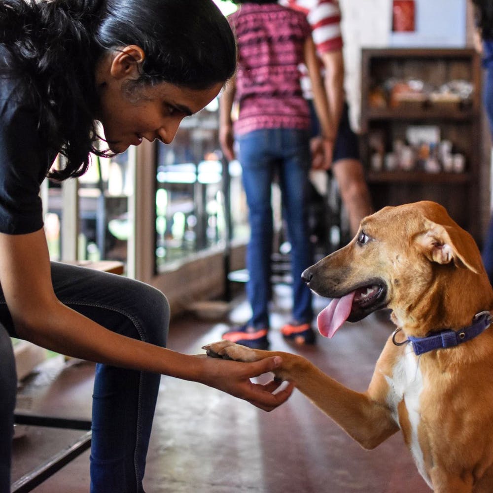 Dog,Canidae,Dog breed,Carnivore,Companion dog,Snout,Mudhol hound,Azawakh,Fawn