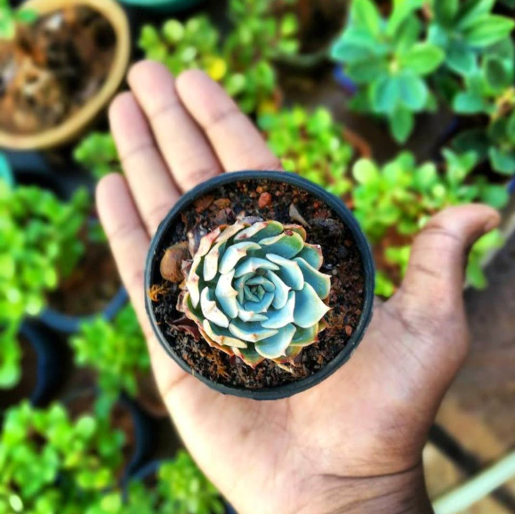 Hand,Leaf,Flower,Plant,Design,Finger,Petal,Soil,Pattern,Stonecrop family