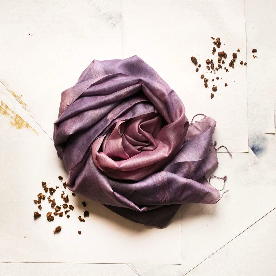 Purple,Garden roses,Pink,Violet,Rose,Flower,Lavender,Still life photography,Rose family,Lilac