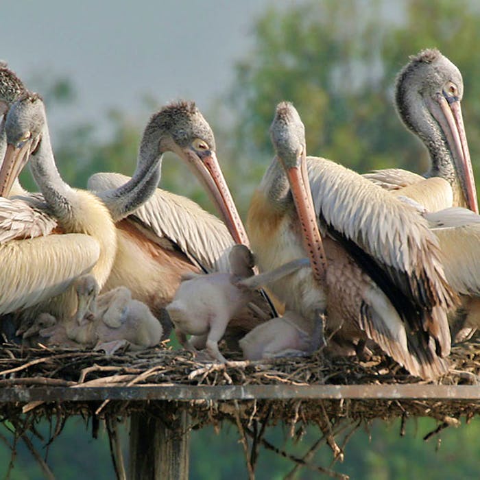 Bird,Vertebrate,Pelican,Beak,White Pelican,Ciconiiformes,Pelecaniformes,Seabird,Stork,Adaptation