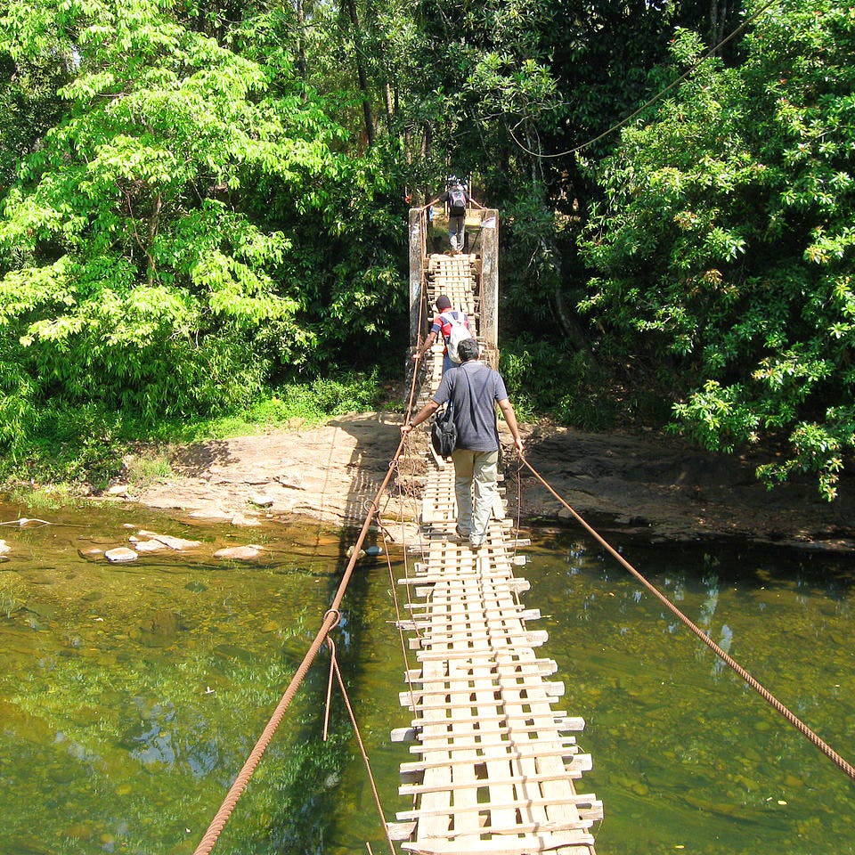 Bridge,Canopy walkway,Rope bridge,Suspension bridge,Inca rope bridge,Tree,Rope,Jungle,Nonbuilding structure,Swing bridge