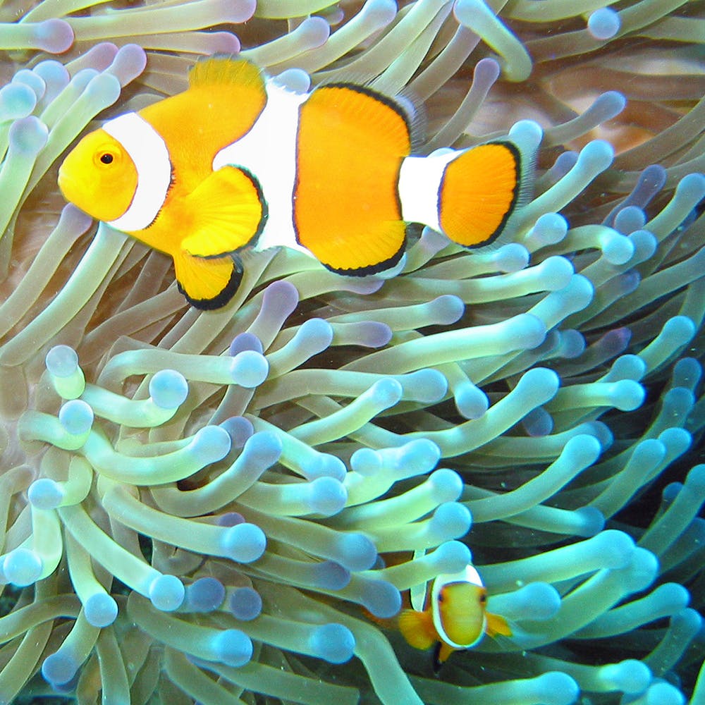 Fish,anemone fish,clownfish,Pomacentridae,Sea anemone,Marine biology,Underwater,Organism,Natural environment,Stony coral
