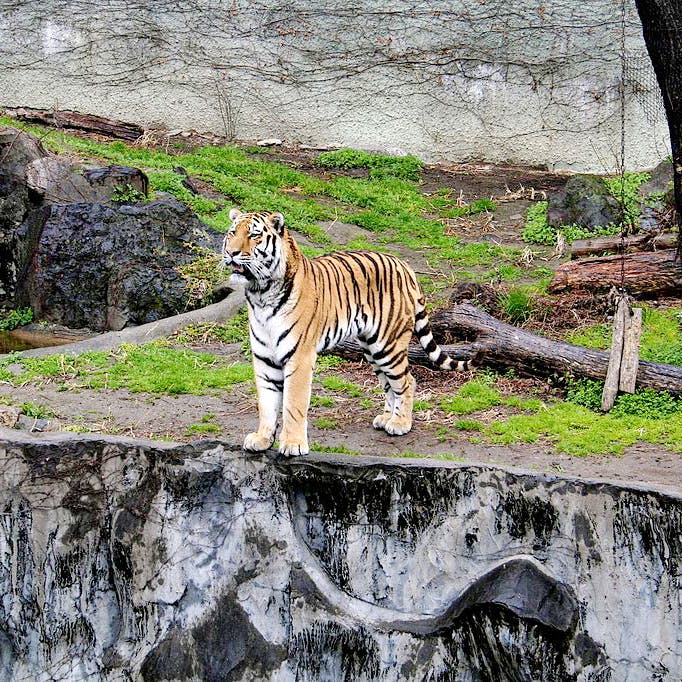 New Animals At Byculla Zoo I LBB, Mumbai
