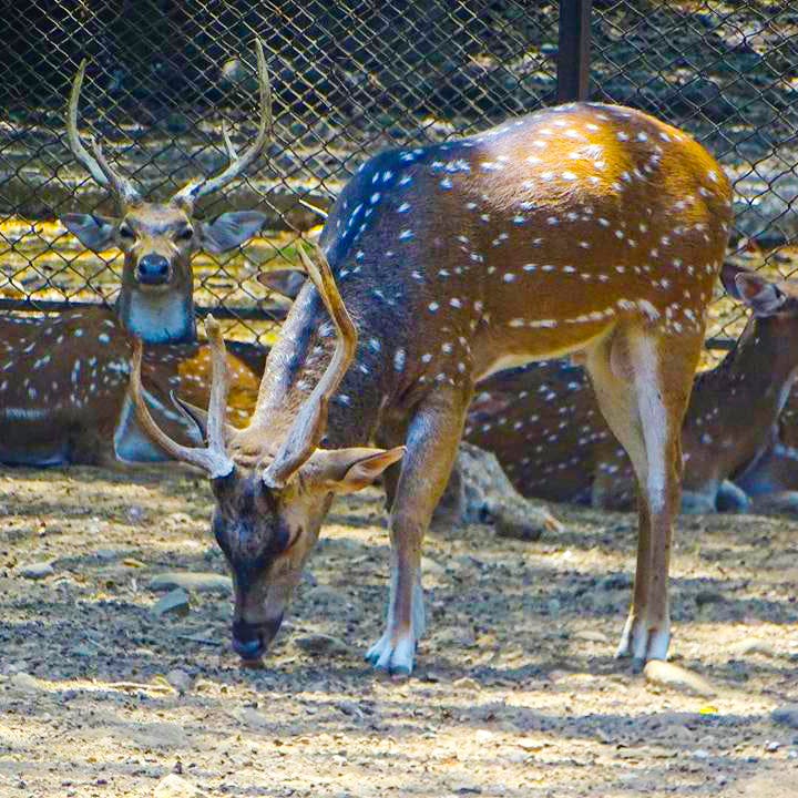 New Animals At Byculla Zoo I LBB, Mumbai New Animals At Byculla Zoo I LBB, Mumbai