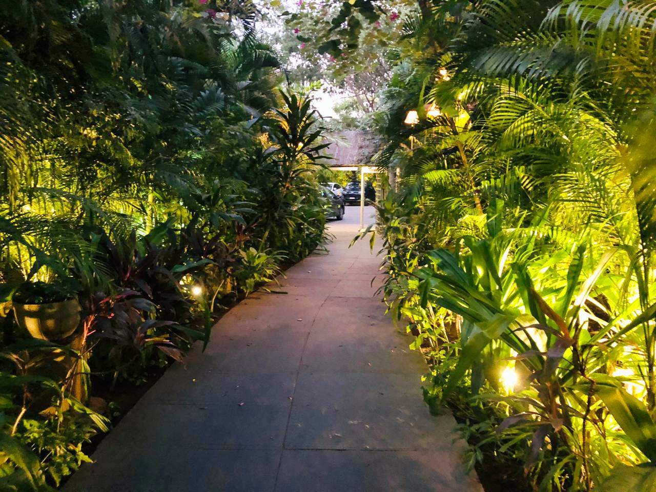 Vegetation,Tree,Light,Botany,Plant,Walkway,Lighting,Leaf,Palm tree,Jungle