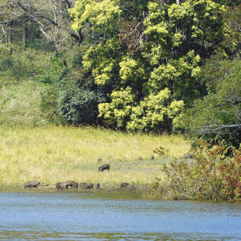 Nature,Natural landscape,Bank,Vegetation,Natural environment,Nature reserve,Riparian zone,Tree,River,Water