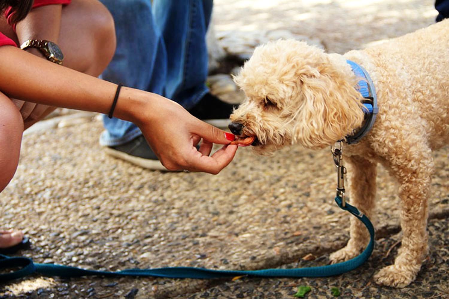 Dog,Canidae,Mammal,Leash,Cockapoo,Poodle crossbreed,Dog breed,Miniature Poodle,Carnivore,Toy Poodle