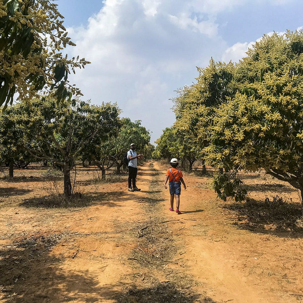 Tree,Sky,Natural landscape,Soil,Trail,Walking,Woody plant,Leaf,Dirt road,Rural area